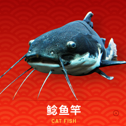 CAT FISH