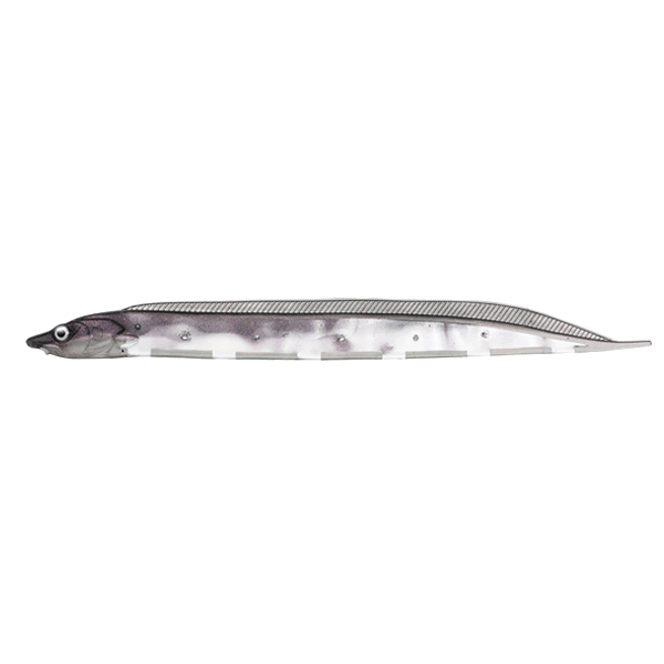 Flash-J Shirasu 3.0" SW